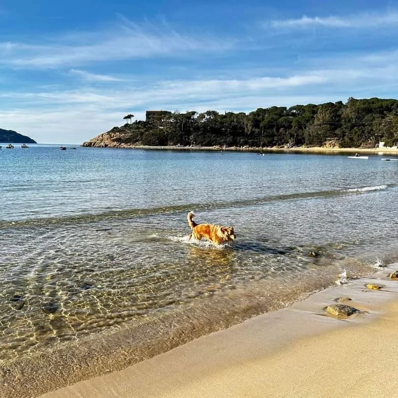 isoladelbaapp's tweet photo. Pronti per il #weekend? Noi iniziamo dalla #spiaggia della Guardiola a #procchio a #marciana #elba nello scatto di @brunospinetti_patriziasisti 
Continuate a taggare le vostre foto con #isoladelbaapp il tag delle vostre #vacanze all'#isoladelba https://t.co/UQRnatB9tV