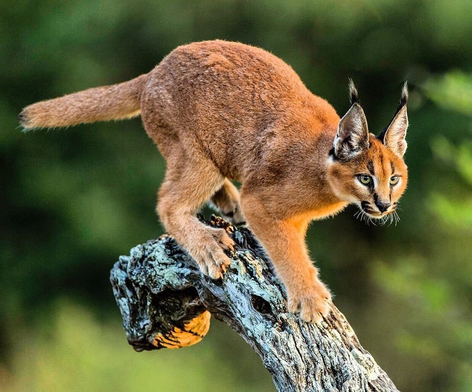 Caracal cat By #wildographer Stu Ports.