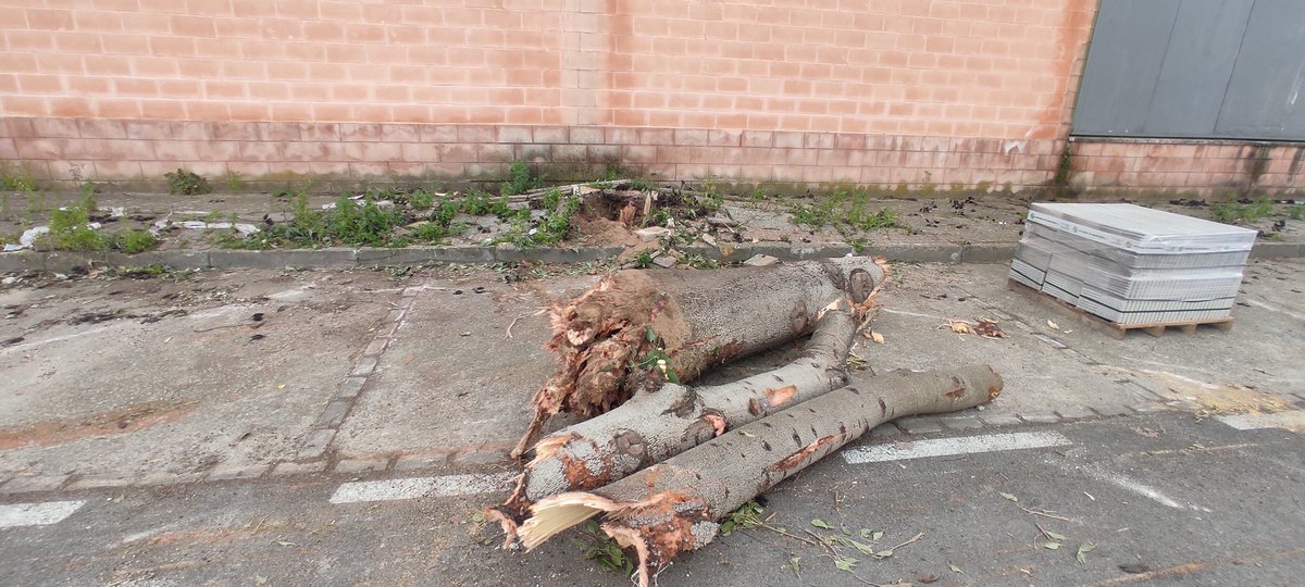 sostenibleyverd's tweet photo. La #Sequia el #CambioClimático, la #Desertizacion nada de ello le importa a la Concejala de #MedioAmbiente y #CambioClimatico

Vean que barbaridad 100 #Arboles #Talados para arreglar las aceras.

Cómo se puede permitir hoy en día que esto ocurra.

#NoTalarMasArboles https://t.co/wwlOChISe5