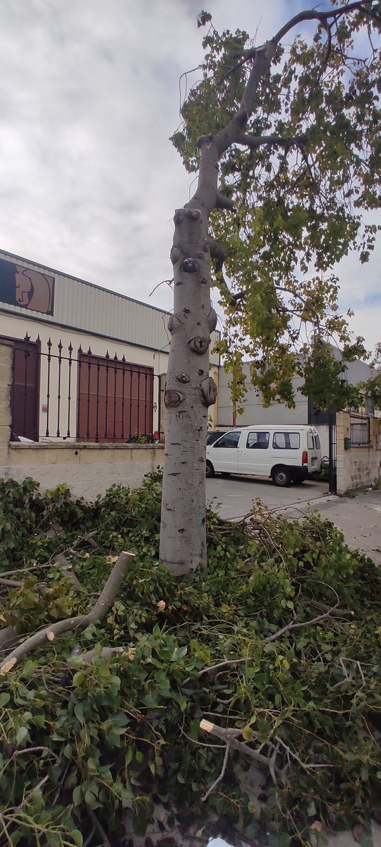 sostenibleyverd's tweet photo. La #Sequia el #CambioClimático, la #Desertizacion nada de ello le importa a la Concejala de #MedioAmbiente y #CambioClimatico

Vean que barbaridad 100 #Arboles #Talados para arreglar las aceras.

Cómo se puede permitir hoy en día que esto ocurra.

#NoTalarMasArboles https://t.co/wwlOChISe5