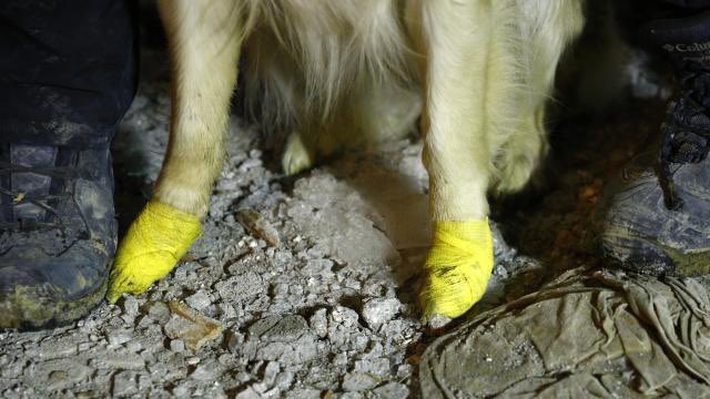 SivarNewsSV's tweet photo. 🇹🇷🇸🇾 | CANINO HÉROE: A PESAR DE SUS HERIDAS LOCALIZÓ A CINCO PERSONAS MÁS CON VIDA  🐕

Este perrito hirió sus patas en los escombros del terremoto; corrió y ladró desesperadamente y cuando los rescatistas lo vendaron regresó al lugar y encontró a cinco personas más con vida. https://t.co/i5zgAk0Gzv