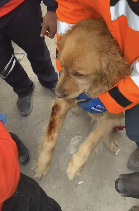 oradaki en onemli ekiplerden biri belki de onlar ve patileri zarar goruyor canlari aciyor olsa da bunu bize soyleyemiyorlar lutfen onlari da dusunelim
AramaKurtarma KöpeklerineAyakkabı