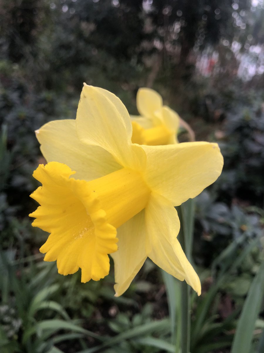 Some wonderful signs of spring in the park this morning