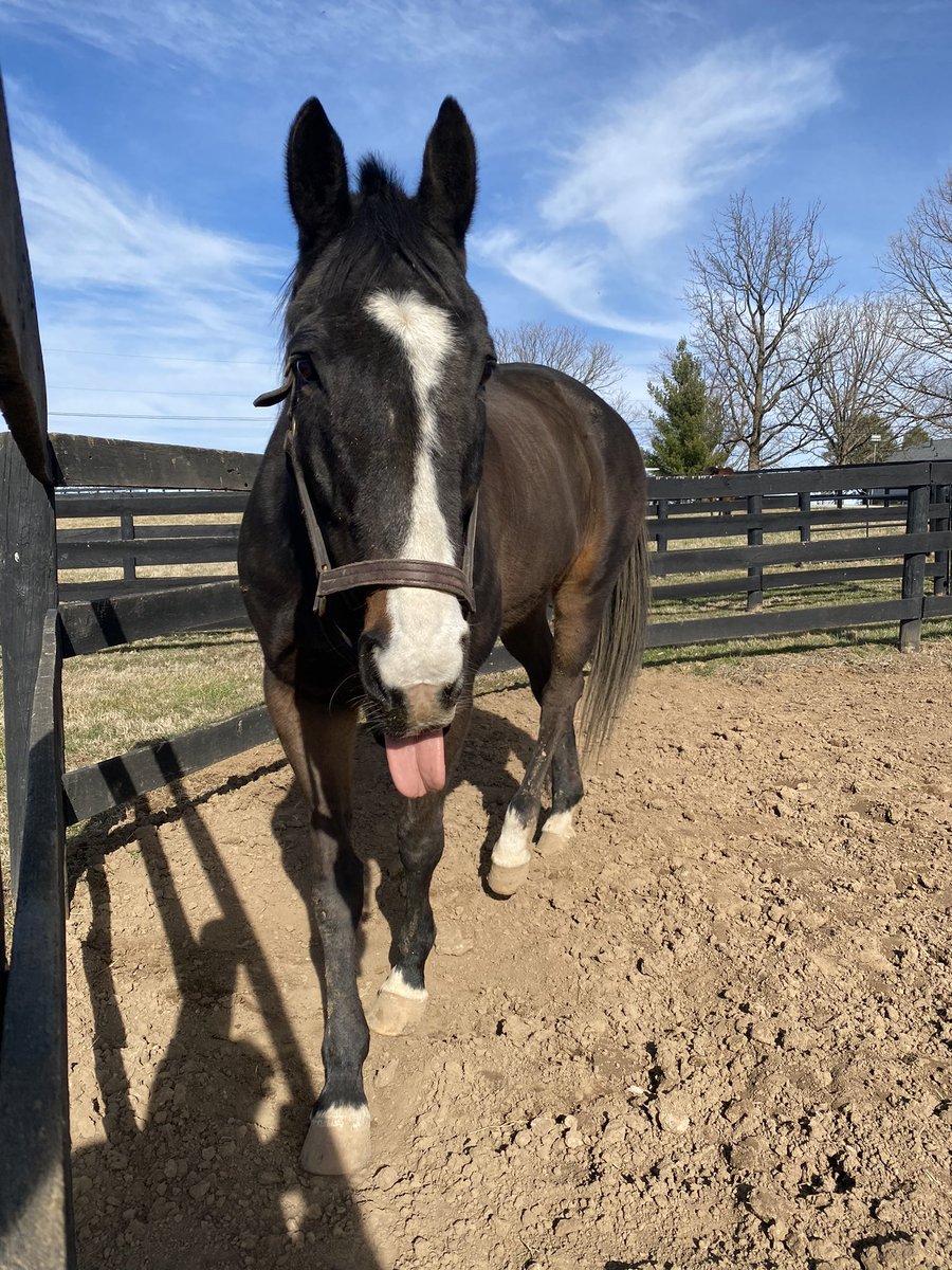 Lava Man <a href="/Oldfriendsfarm/">Old Friends</a> today.  Clean and enjoying the warm weather!