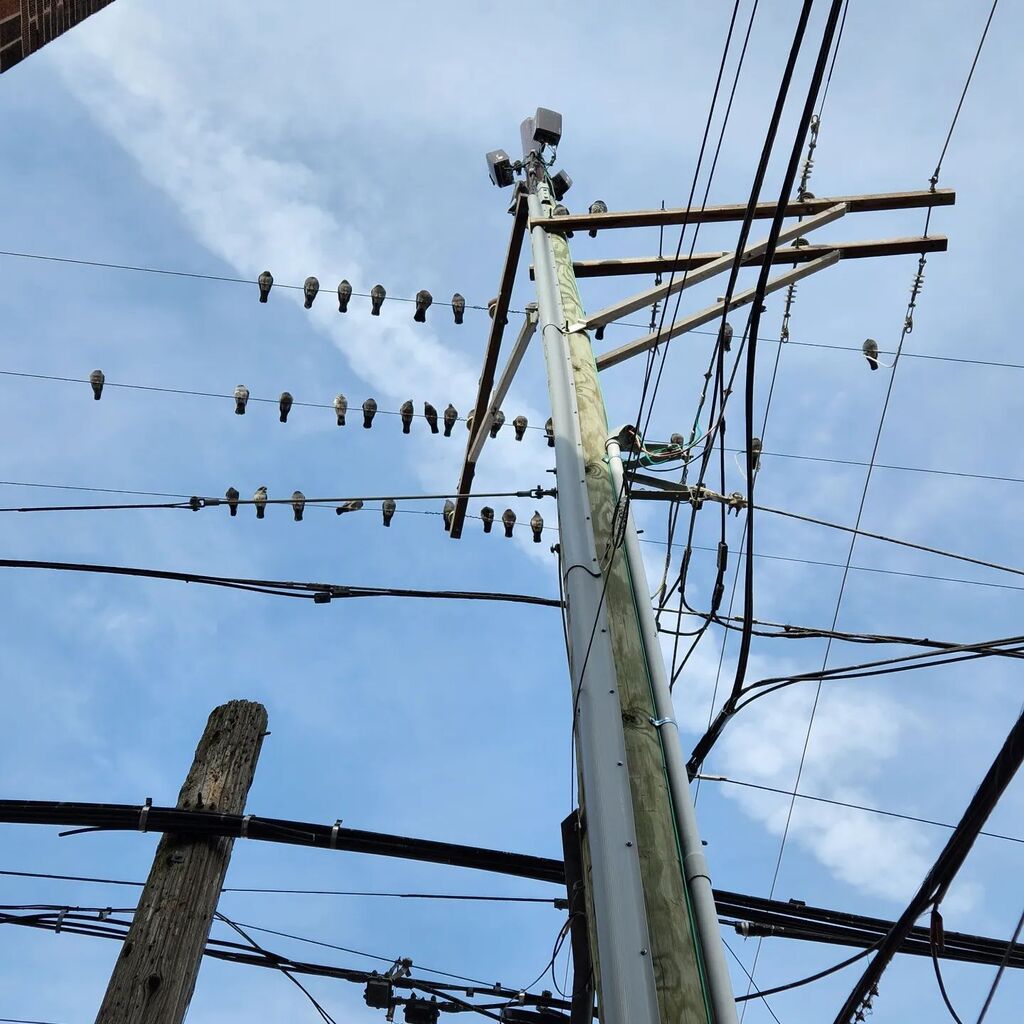 #utilitypoles #birds #gobirds instagr.am/p/CoiIGbEJVK5/