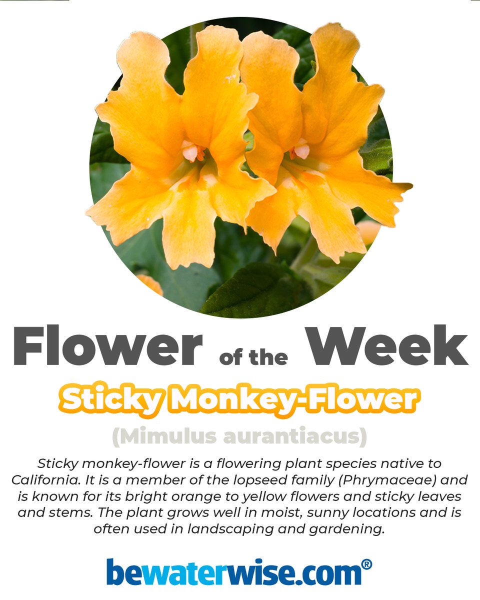 This perennial  is native to California and Baja California!

🦋 Attracts Bees and Butterflies
☀️ California Native
🤩 Vibrant

#droughtflower #californiafriendly #bewaterwise