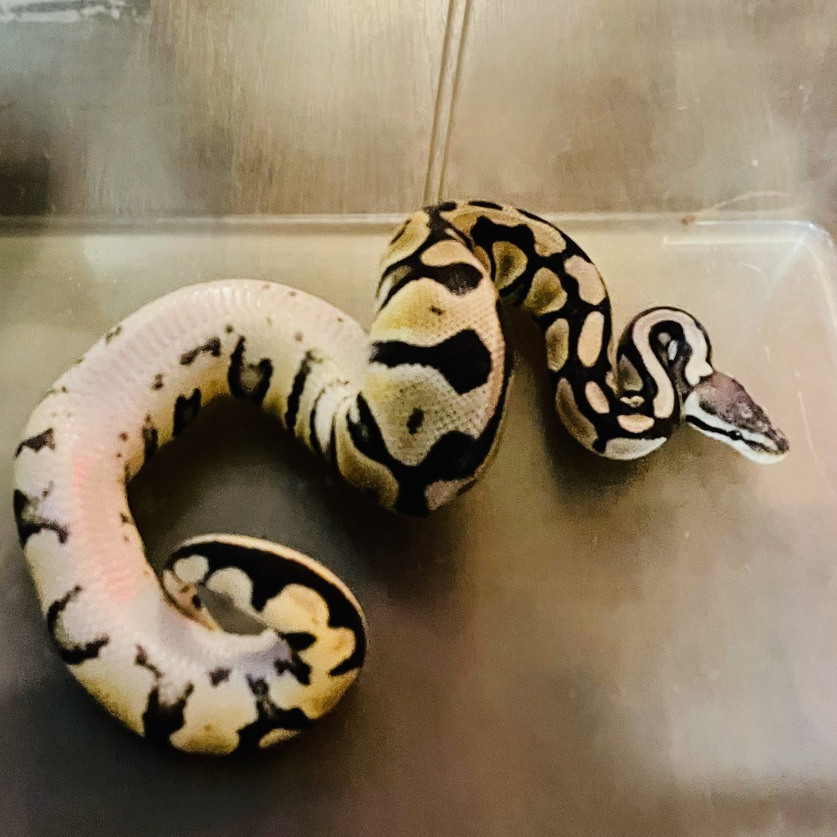 ThoMan4711's tweet image. Mist, verdreht 🙄

#PythonRegius #ThoManFauna