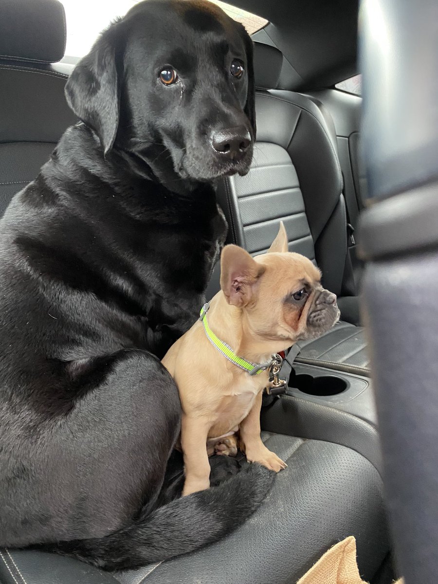 Bella not impressed with her visitor. Welcome Annie ❤️