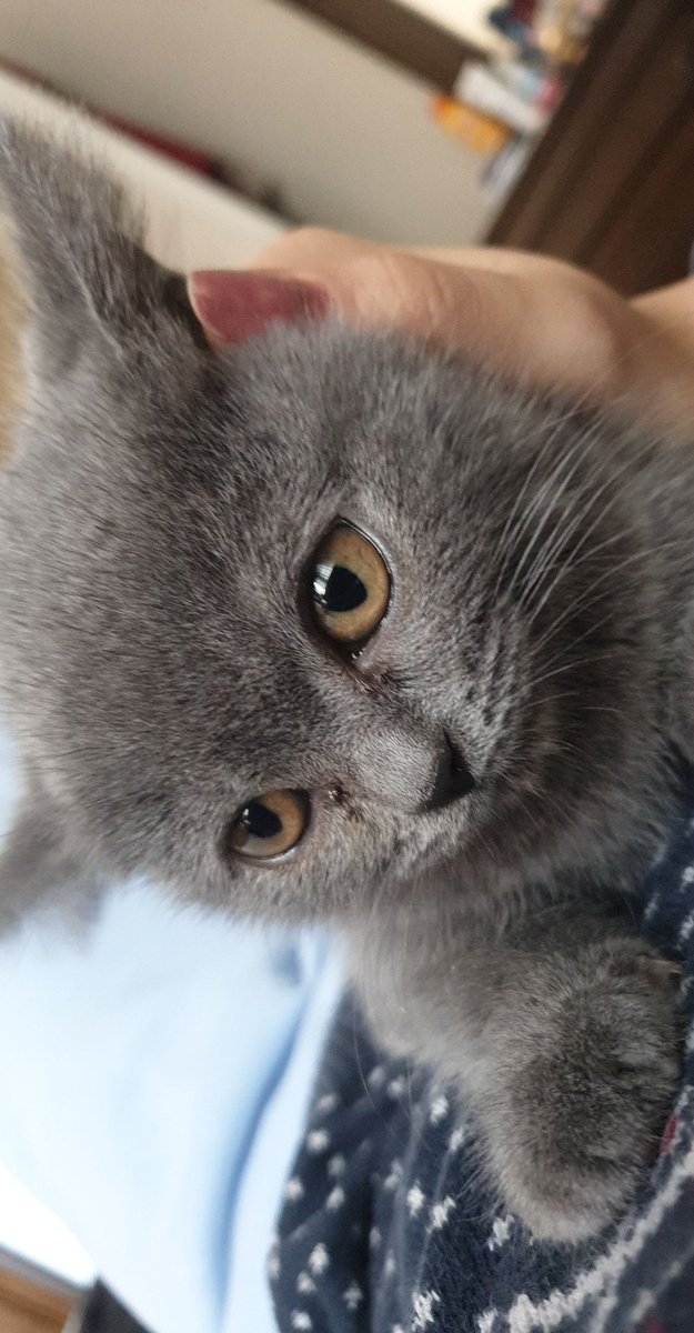 melikeykc's tweet photo. kedim deprem sirasinda hatay antakya özbuğday ortaokulun tam karşısındaki mavi marketin icerisindeydi lakin bugun gidip markete bakildiginda icerisinden cikmadi goren duyan varsa lutfen ulassın #hatay #hatayantakya https://t.co/fIRilQjgxH