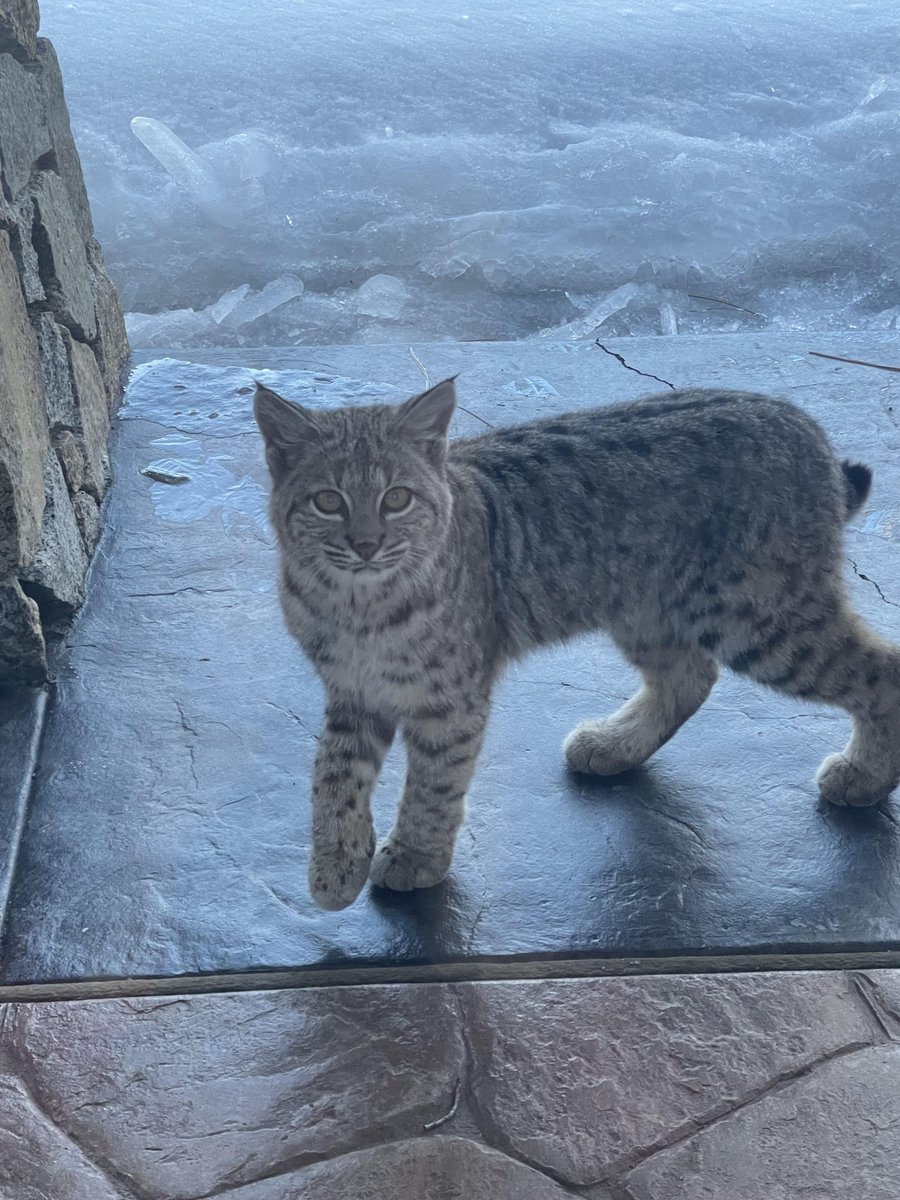 DontShowYourCat's tweet photo. just found this cat, seems friendly https://t.co/2SfDDpKQFF