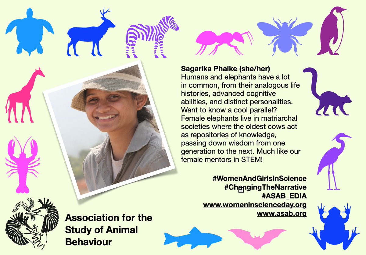 asab_org's tweet photo. This is @sagarika1312 a PhD Student 
@HKUSBS @AppliedEcoLab in Hong Kong. Sagarika's research focuses on human-elephant interactions and elephant welfare. #WomenAndGirlsInScience #ASAB_EDIA Thank you Sagarika for joining in 🐘💚🐘 https://t.co/v8xzKFiid0