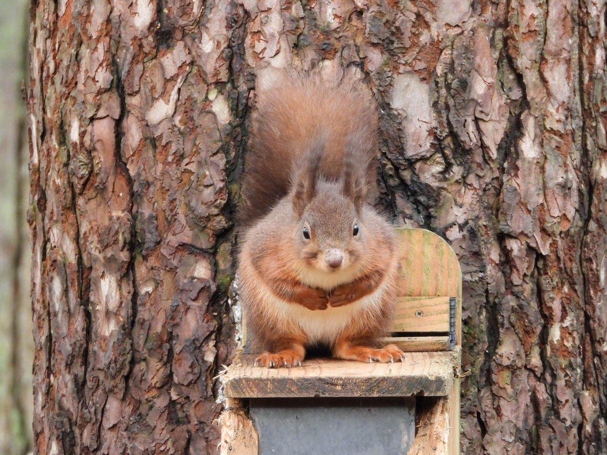 Welshsquirrels's tweet photo. The @wildlifeark squirrelpox vaccine research stalled with no funds in 2013/4. Since then disease outbreaks in @Lancswildlife Formby, @SteveTrotter1 Cumbria, @ScotSquirrels Scotland and Wales. A lost decade. Lots of dead reds. Time for a vaccine now. https://t.co/2DC5oBfuT8 https://t.co/0o3zZmlE0b