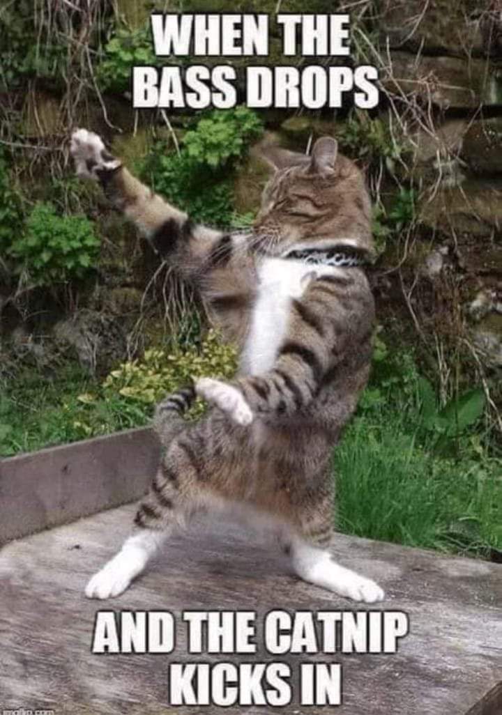 CassieJFox's tweet image. Lets The #Caturday Night Pawty Begin #NipClub #Pawty #NippedOut #Purrents #MeowMeow