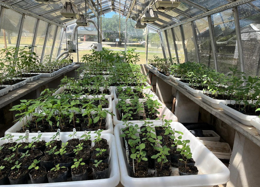 #lasmalezasnoparan 01 Desde INIA-Le se sigue con la investigación de la resistencia de yuyos a distintos herbicidas y de los mecanismos que permiten que estas plantas sobrevivam a dosis elevadas de estos productos 🇺🇾🇺🇾🇺🇾