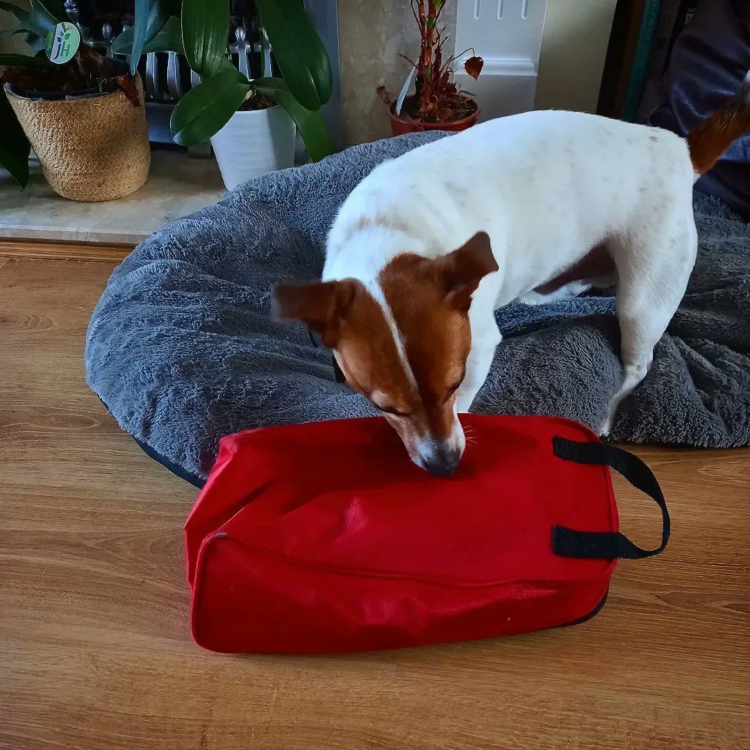 TheBWShow's tweet image. Being Naughty 
#jackrussell 
#jackrussellterrier 
#jackrussellsofinstagram 
#dogsofinstagram