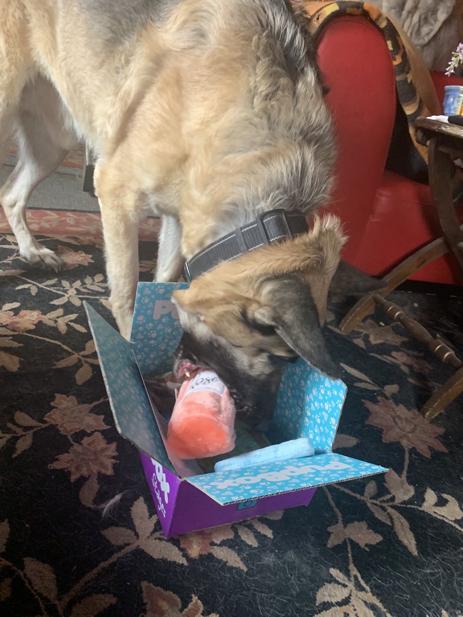 BanejoVersace's tweet photo. #pupbox #February โฆ@Pup_Boxโฉ โฆ@pupboxโฉ Bane jo lovin his February Pupbox โฆ@GsdLoverssโฉ ๐พ https://t.co/13rxREiYWH