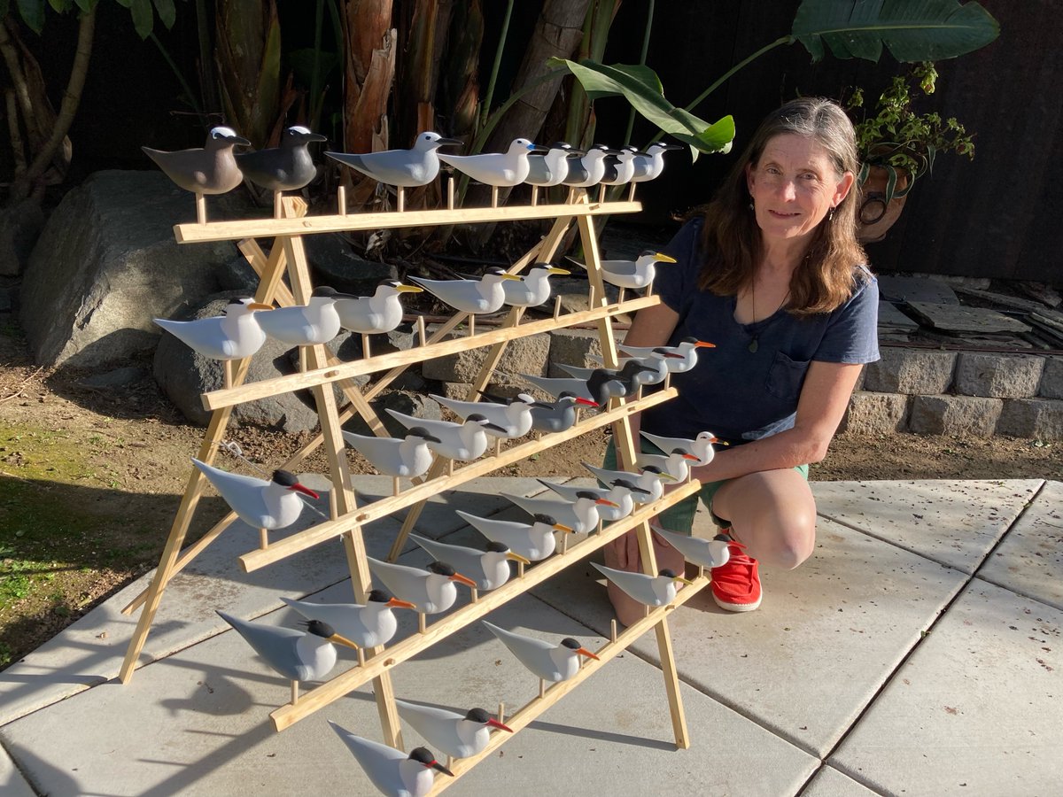 AudubonPuffin's tweet photo. To celebrate @WomenScienceDay (https://t.co/6bNSHTKwXI), here's Seabird Institute's “Seabird Sue” Schubel &amp; her "Terns of the World” display that she'll take to a @PacificSeabirds meeting next week. Based on colors/range maps (not size), viewers can test their tern ID knowledge. https://t.co/BkHafg35tC