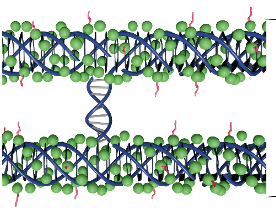 SleimanHanadi's tweet photo. Sprinkle cyanuric acid –non-toxic molecule used in swimming pools-on DNA, and you get the strongest DNA hydrogel reported! Self-healing, stimuli-responsive, enhances gene silencing. Congrats @CLachanceBrais &amp; all authors! 
https://t.co/22BMxa3l5T
@F_ANAtico @BioinspiredMatt https://t.co/CMqfIiNmUA