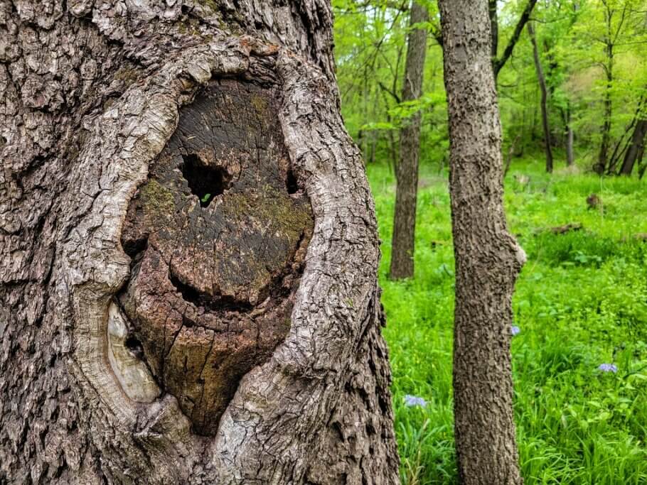AlchimiaGrow's tweet photo. 𝗕𝗮𝗱 𝘁𝗿𝗶𝗽𝘀 𝗮𝗻𝗱 𝗺𝗮𝗴𝗶𝗰 𝗺𝘂𝘀𝗵𝗿𝗼𝗼𝗺𝘀

Without a doubt, a bad mushroom trip is a truly intense experience for those who experience it.

Today we answer all these questions. https://t.co/CDTwCbVAfT