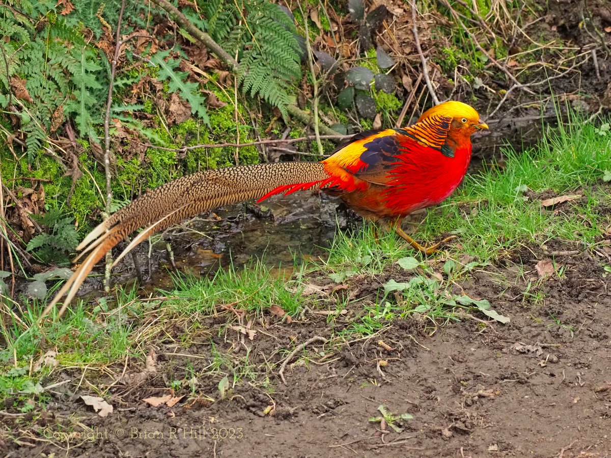 Yorkshire_Image's tweet photo. Golden Pheasant at Fewston @ThePhotoHour @rtArtBoost #wildlifephotography #Fewston https://t.co/tRxzrL84Gb