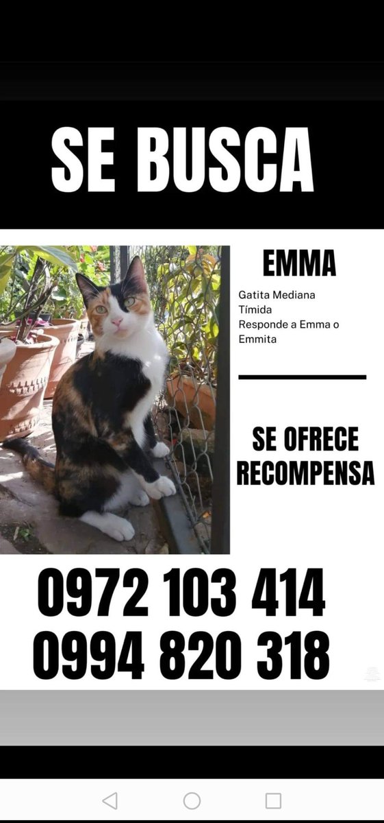 RayvBeilschmidt's tweet image. #Paraguay #areguá  @mascotasperdids @Ayudandopeludos @OlfateandoHPy