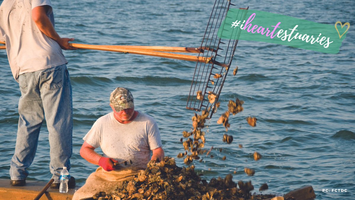 Reserves protect estuaries & estuaries protect fisheries. In 2020, commercial fishing brought in $4.8 billion, supporting countless families that live in our beloved coastal communities. #iHeartEstuaries
@HouseAppropsGOP @RepCharlieCrist @CongPalazzo @RepAndyHarrisMD @SenShelby