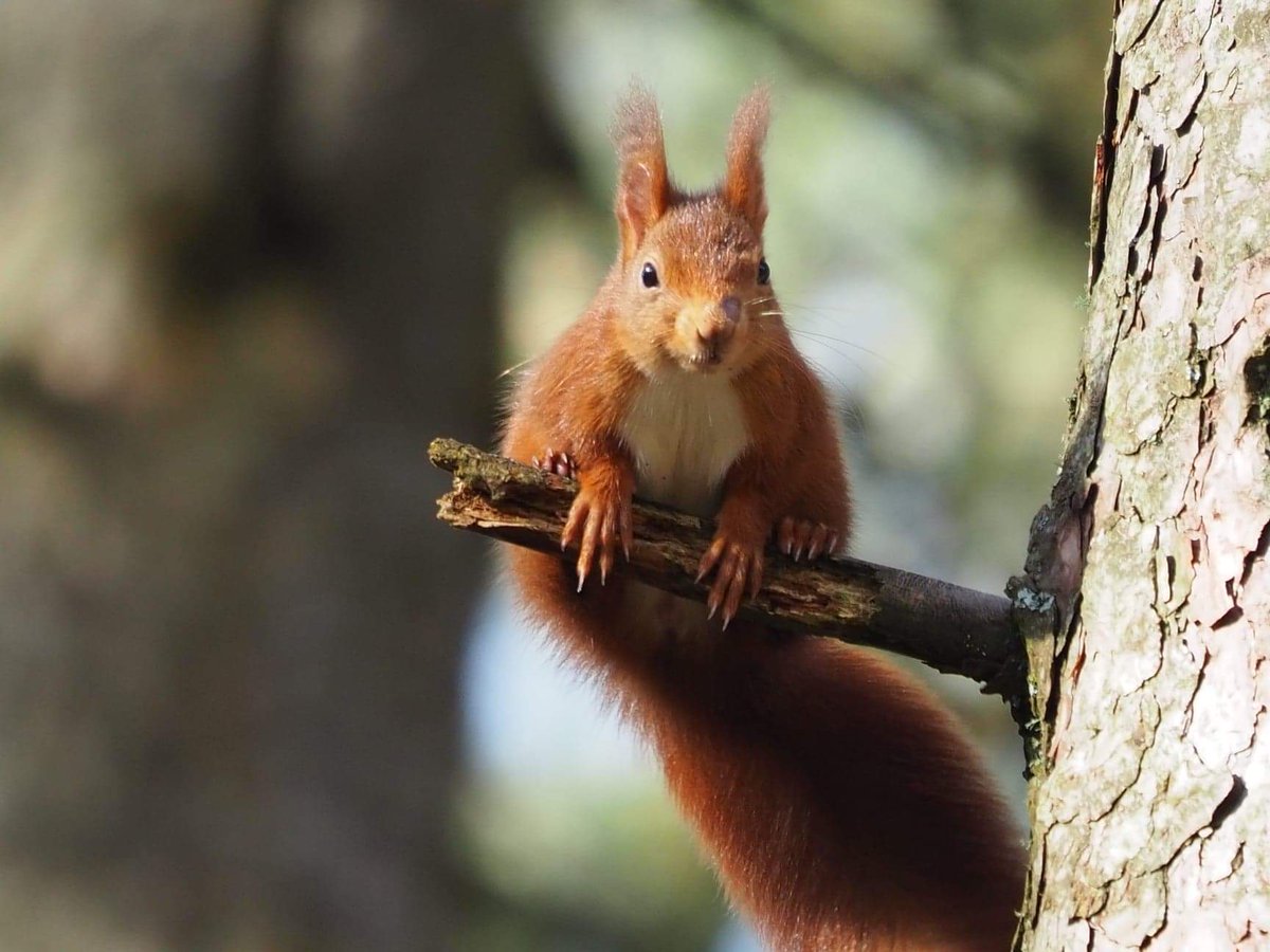 Wonderful photos taken by photographers happy to allow us to share them in order to highlight the amazing Anglesey reds. We want a vaccine to protect the reds from pox virus. Please sign and share petitions.senedd.wales/petitions/2453…