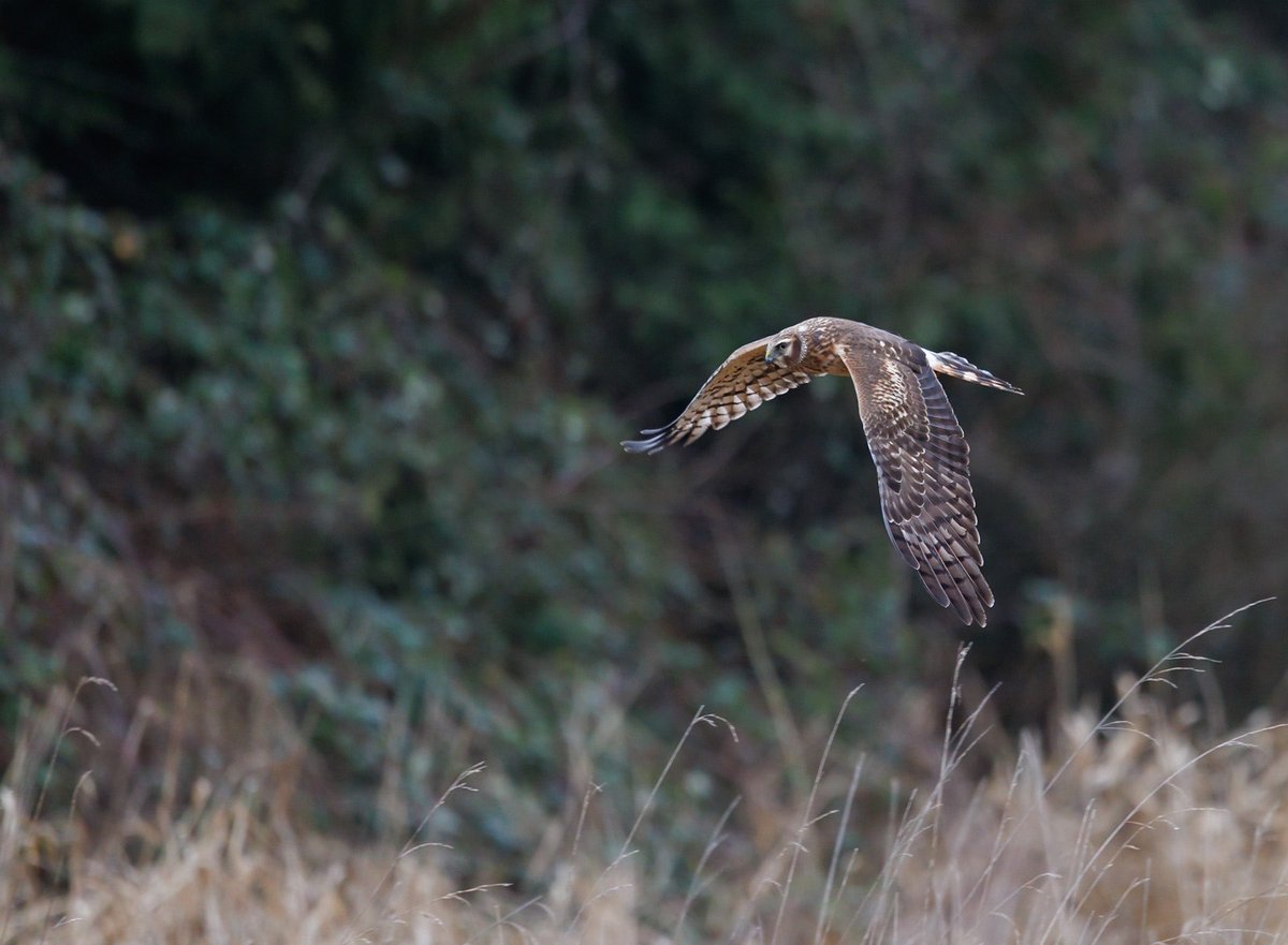 #Northern Harrier #deltabc #boundarybay #birdphotgraphy