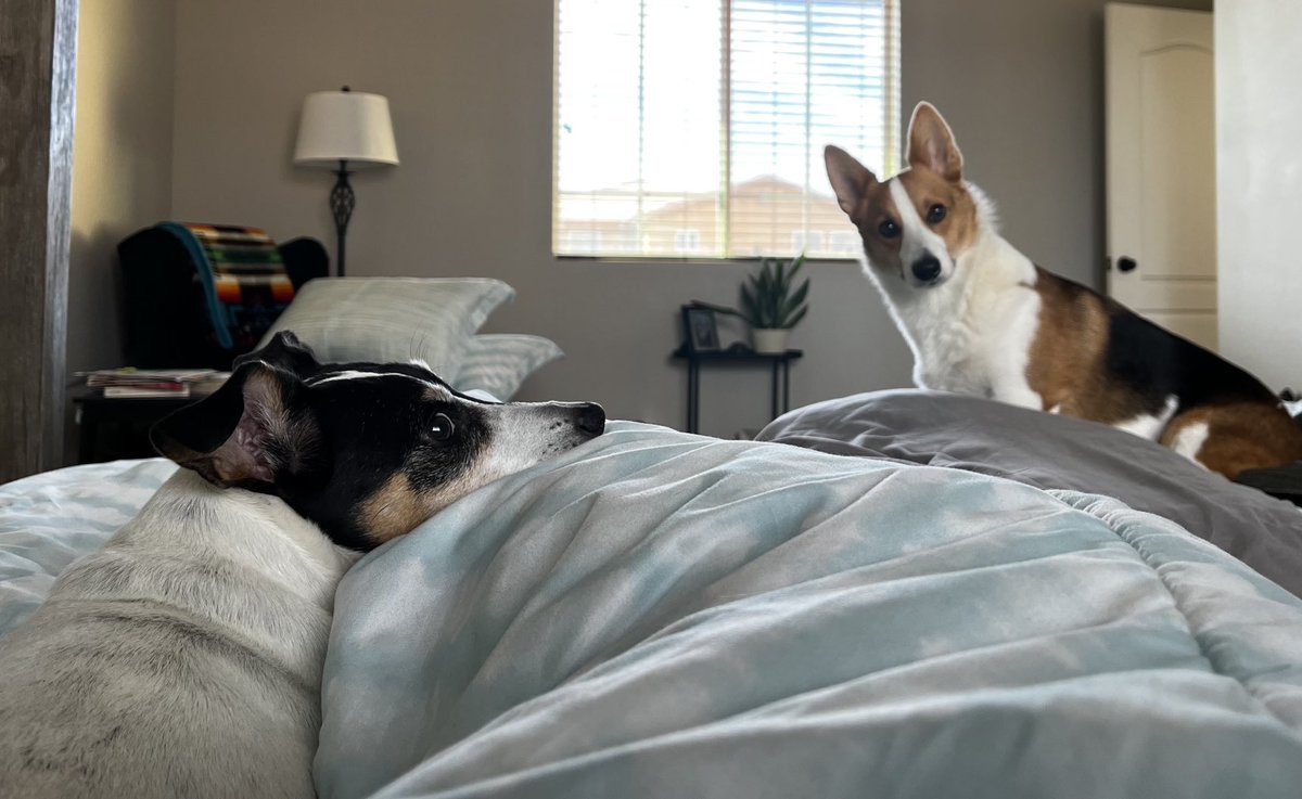 WndrWmnIII's tweet image. Thought I was going to sneak in some alone time to rest. I thought wrong. #CorgiTwitter #JackRussellTwitter #dogsoftwitter