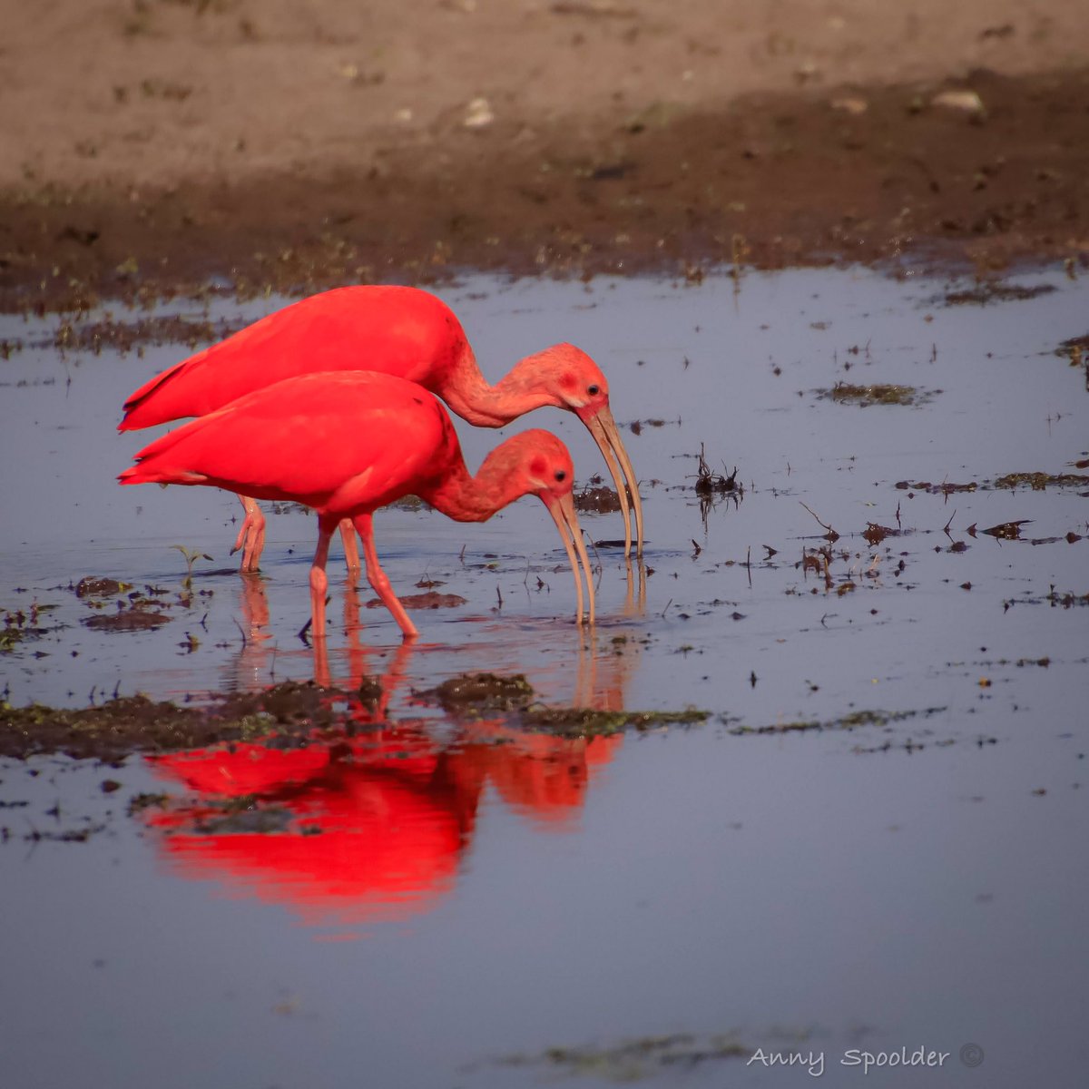 AnnySpoolder's tweet photo. Vandaag #KleurInDeNatuur #tomaat @ChrRoland  [foto uit archief 2021 bij de ZunascheHeide in Wierden.] #RodeIbis https://t.co/pQc7DYe6Fx