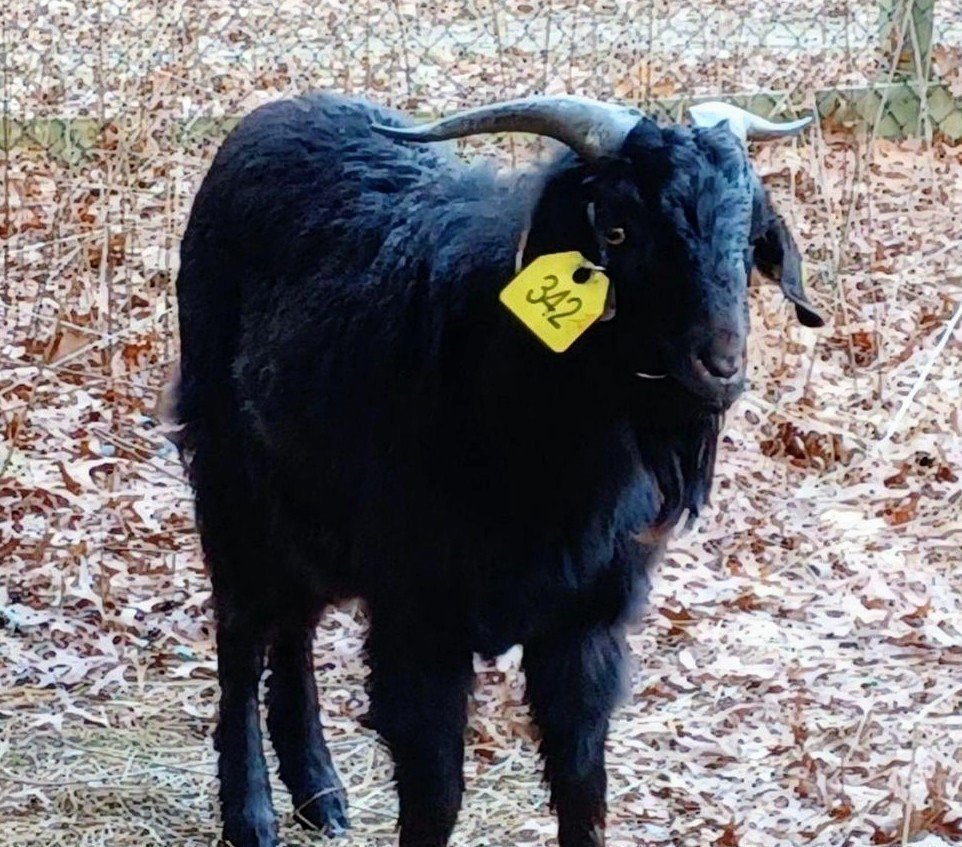 STAR_Fdn's tweet image. After we think this goat escaped from a local slaughter house, it was brought to us by the SCPD. It's now named "Midnight" and will be staying with us until we find it a safe forever home. #animalrescue #rescue #animlsoftwitter #goat🐐