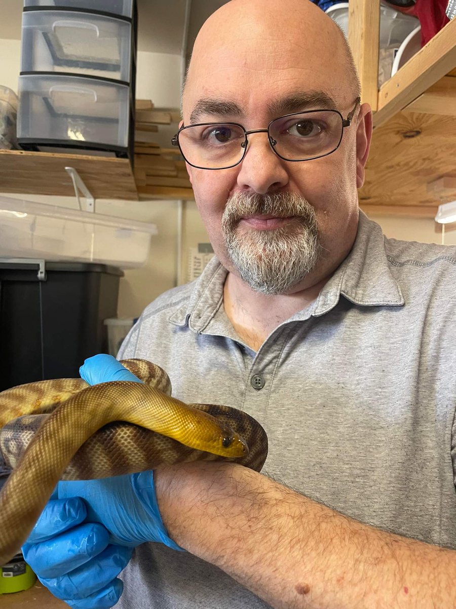Matt_Dillahunty's tweet photo. Got a dream snake today. A female woma. As soon as we got her home, she bit me. First bite in many years... felt nothing. Tequila got her to let go. 

She can bite me anytime. :)

#ThanksDulceVida https://t.co/PKJdnrIWY9