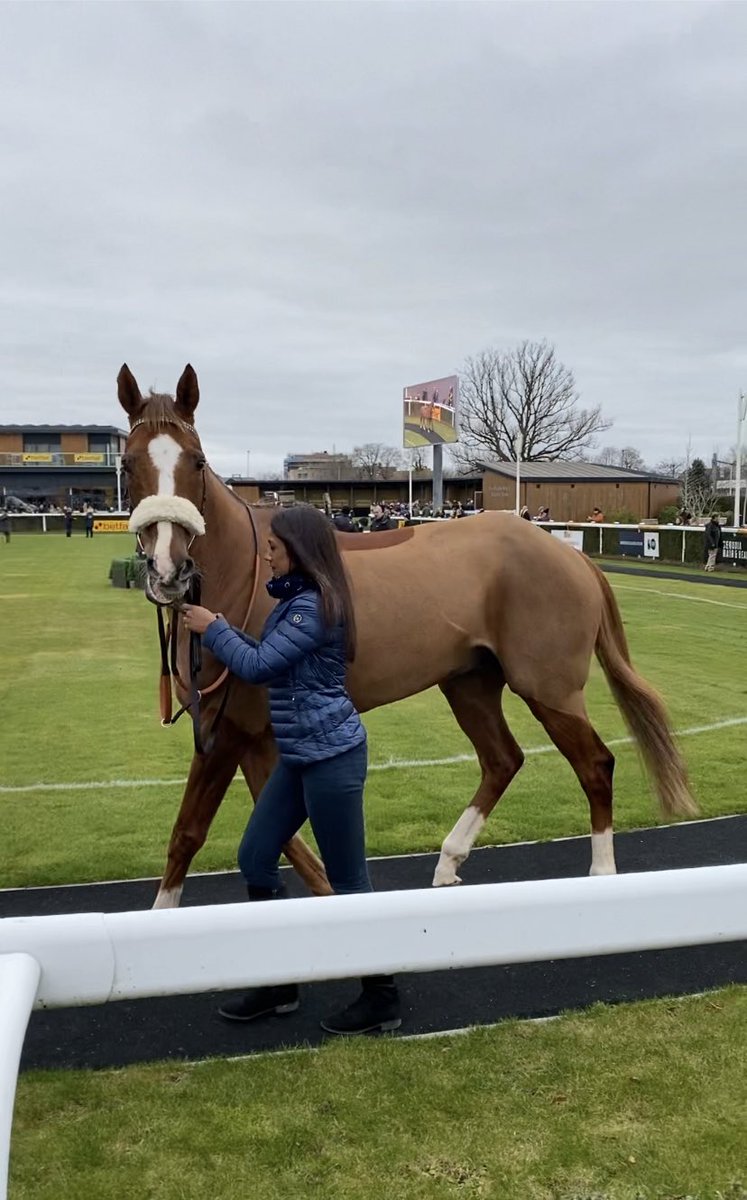 FayBricknell's tweet photo. Great day at @NewburyRacing for Betfair hurdle day, the highlight was definitely seeing this old boy looking so well #nativeriver #legend #newburyracecourse ❤️💜💛 https://t.co/Dug6ok4nBs