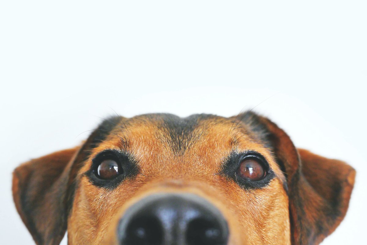 SooCuteNews's tweet photo. Did you know every dogs nose print is unique? 

#dog #dogfact #factoftheday #furbaby #doggo https://t.co/V09oAyjiAt
