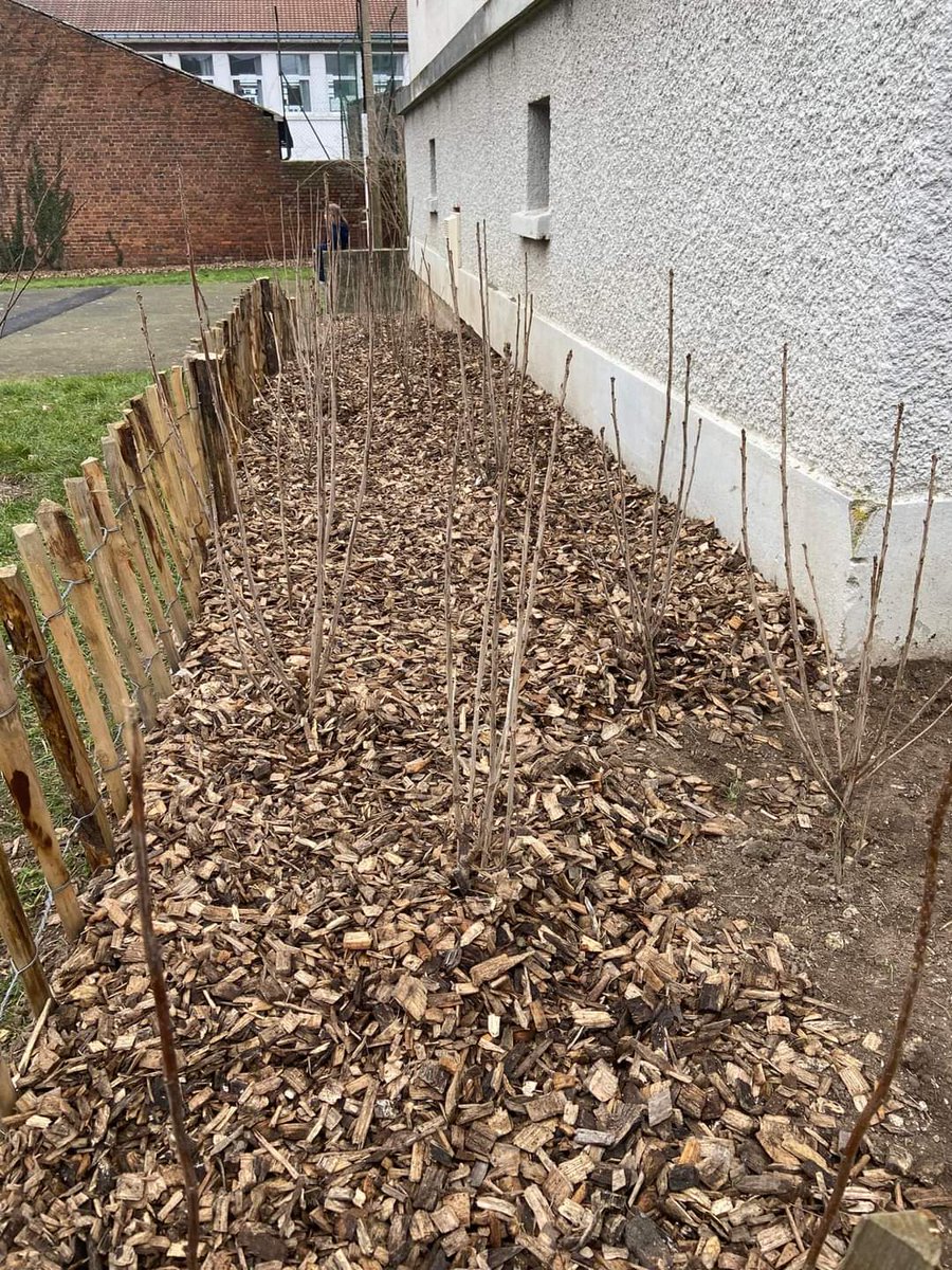 KarineBoissou's tweet photo. 𝐏𝐋𝐀𝐍𝐓𝐀𝐓𝐈𝐎𝐍𝐒] 🍒
Bravo aux élèves,à leurs parents,à l’équipe éducative,aux riverains pour ces nombreuses plantations au cœur du quartier
🤝Le résultat d'un travail multipartenarial et partagé
#arrastransitionecologique
#ArrasVilleComestibleSolidaire
#fredericleturque https://t.co/qTMWG6jrNb