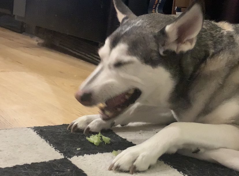 𝗘𝗦𝗦𝗘𝗡𝗚𝗘𝗥 on Twitter "the faces my roommates dog makes while eating