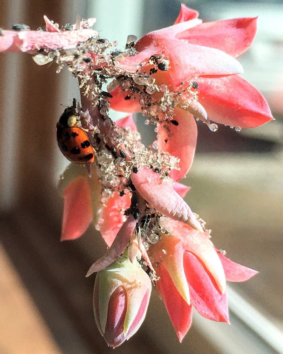 Mr_Pique's tweet image. Delivered a pretty lady to a massive banquet yesterday.
She's been gorging herself for 24 hours.
#Cactaceae
#Aphidoidea
#CoccinellaSeptempunctata
