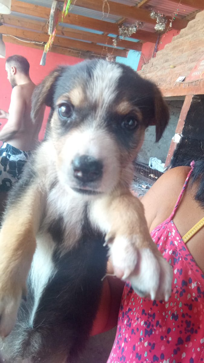 patripeyrou's tweet photo. Urgentisimo ...estás cachorritas se quedan sin tránsito. Buscan familia que las cuide para siempre 1166858634. Gracias por dif. Se entregan a domicilio https://t.co/ctklw7id1H