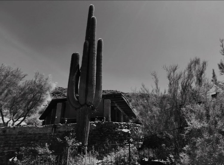 Veronic20141926's tweet photo. it feels like I only go backwards, baby (cactus) 

#tameimpala #feelslikeweonlygobackwards #bw #blackandwhite #blackandwhitephotography #blackandwhitephoto #blackandwhitephotograph #photo #contemporaryart #arizona #hot #art #artists #artistontwittter #desert #moisturizer #skin https://t.co/z741hutLFj