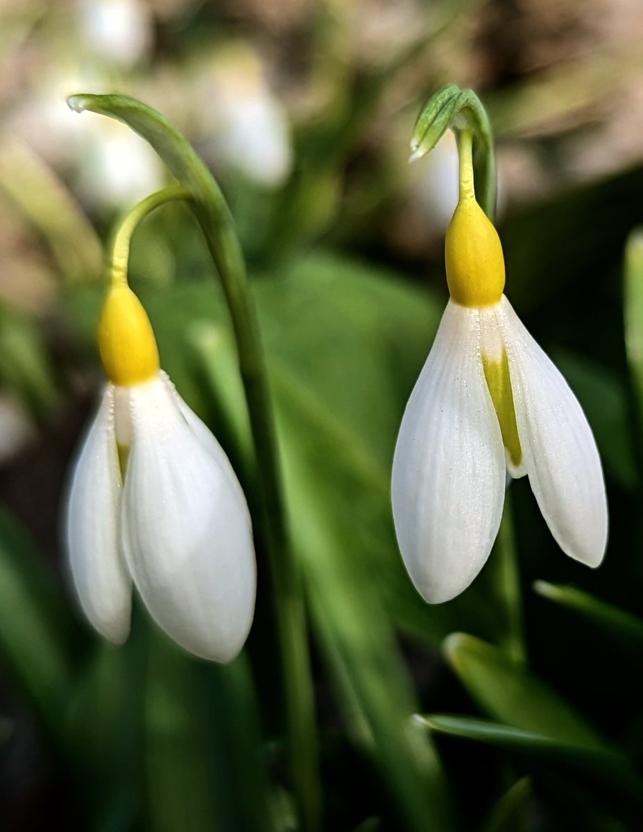 Experience Norfolk (@norfolknatter) on Twitter photo Enjoyed visiting <a href="/walsinghamabbey/">Walsingham Abbey</a> to see the snowdrops today. £6 entry and well worth it. Spring is coming! Enjoyed visiting <a href="/walsinghamabbey/">Walsingham Abbey</a> to see the snowdrops today. £6 entry and well worth it. Spring is coming!