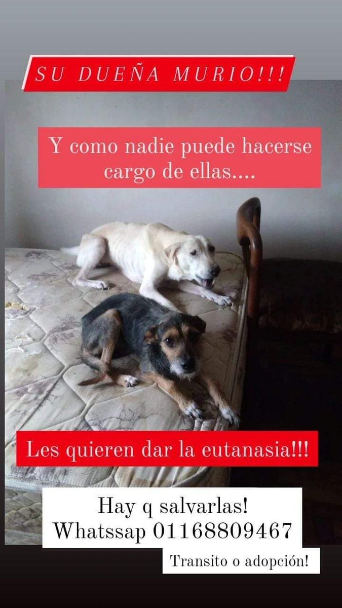 patripeyrou's tweet photo. URGENTEEEEEEEEEEE‼️‼️‼️
CIUDADELA
 (ESTÁN MUY FLACAS)

NOS LLAMAN POR FAVOR🙏🏽🙏🏽🙏🏽
1168809467 YANINA
156281-5588 PAULA https://t.co/DUbIJDOf40