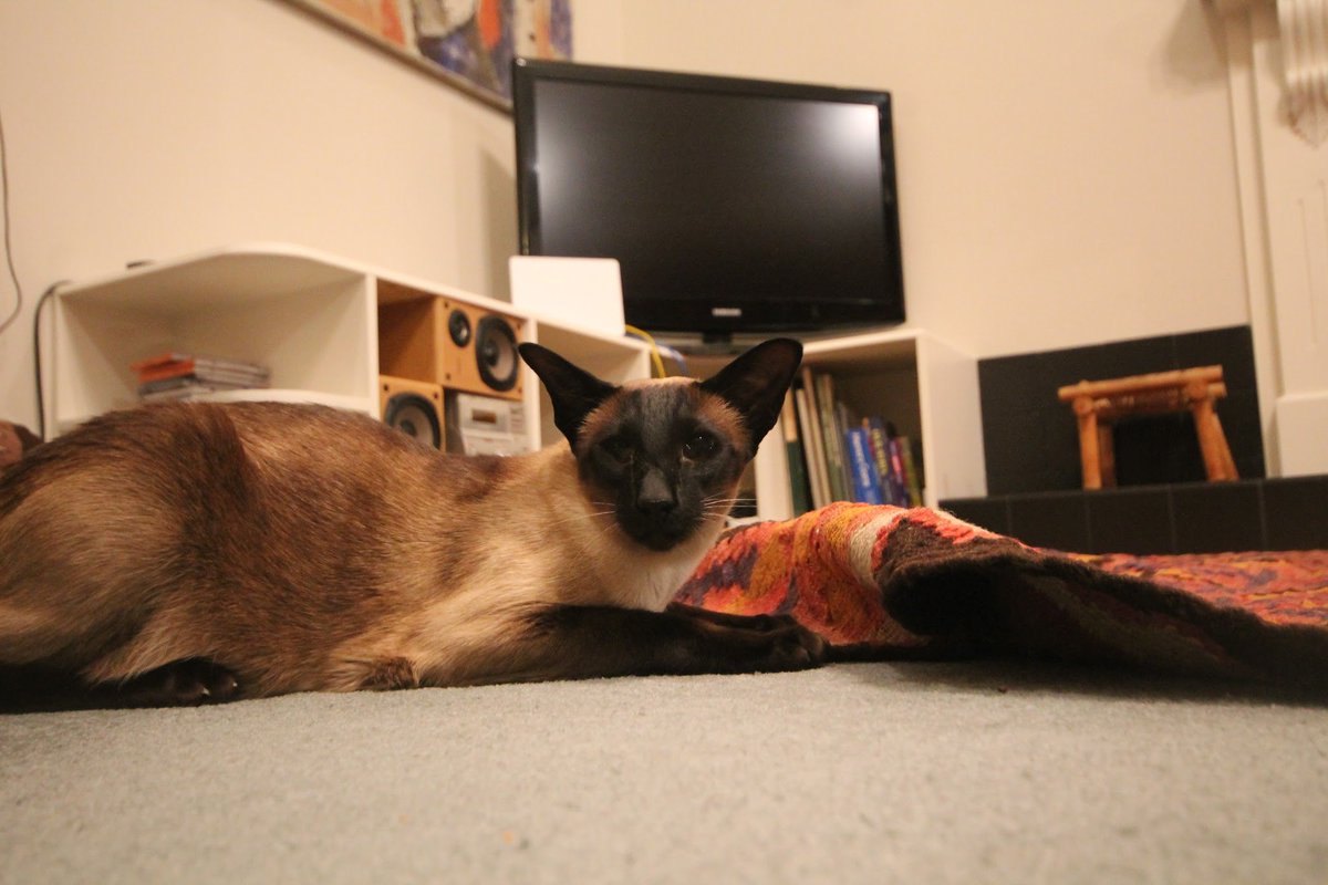 WigleyMinoux's tweet photo. #catsoftwitter #siamese #caturdaysomewhere https://t.co/G6MgF3LLBV
