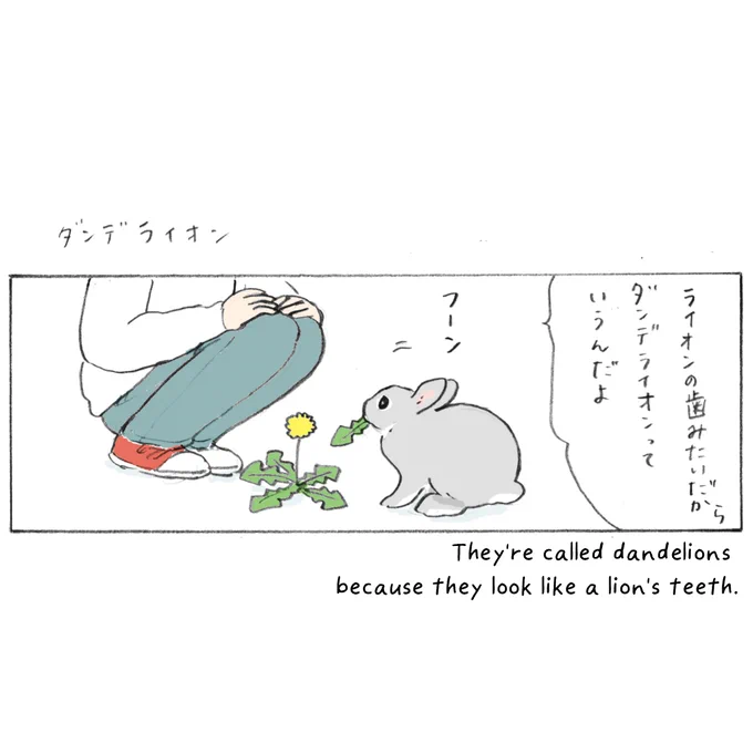 ダンデライオン🦁🌼🐇 