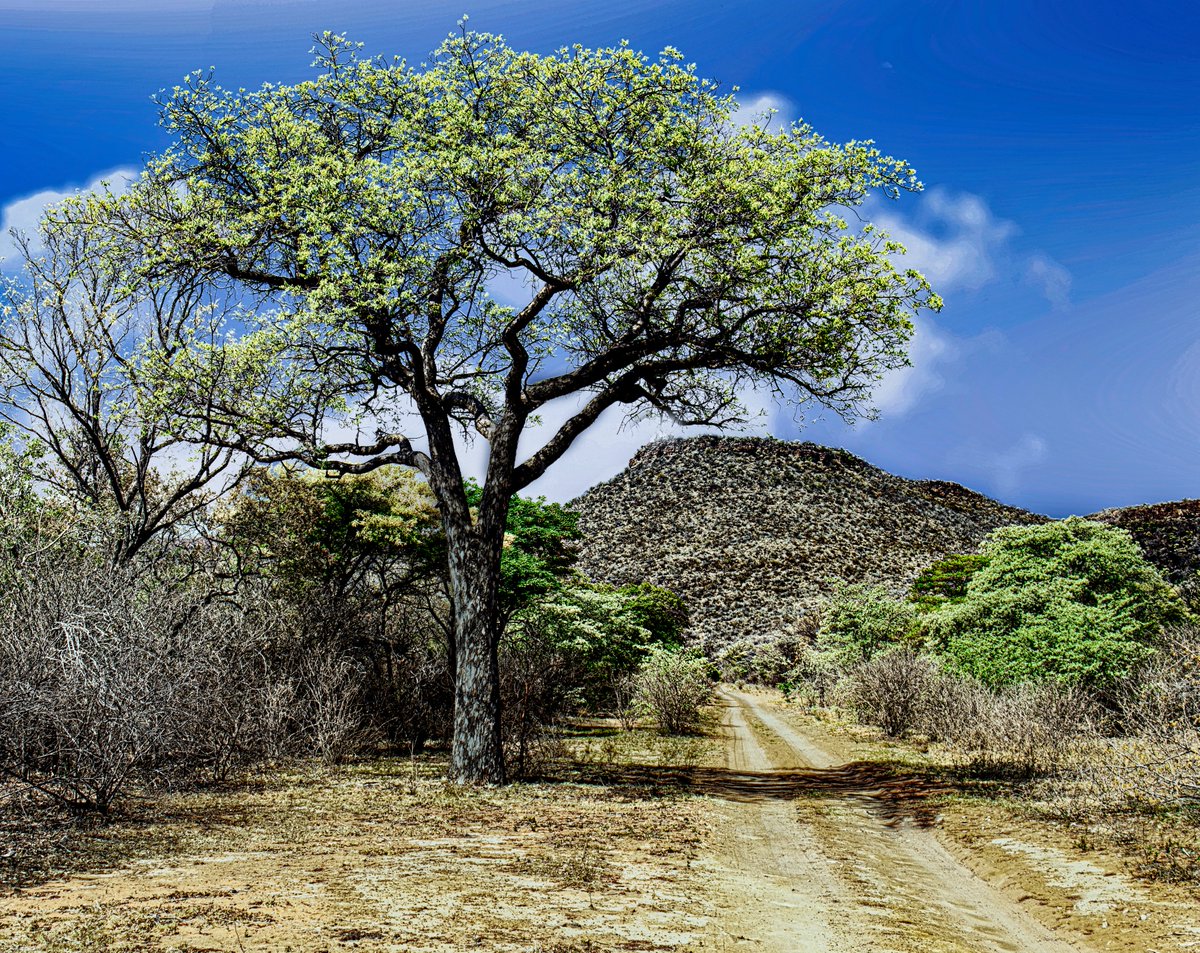 Limpopo South Africa.