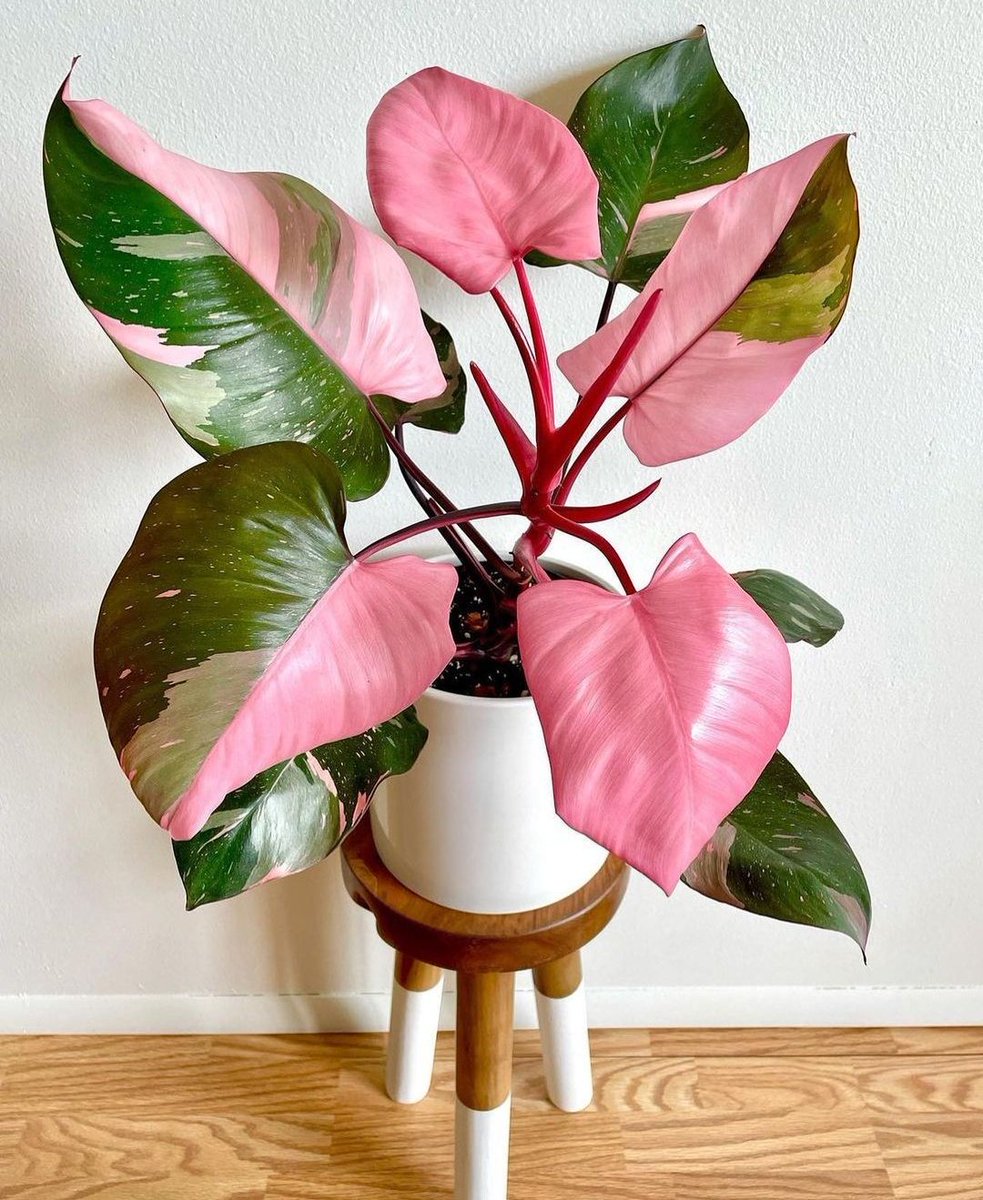 Jealous of this Philodendron Pink Princess 🌿