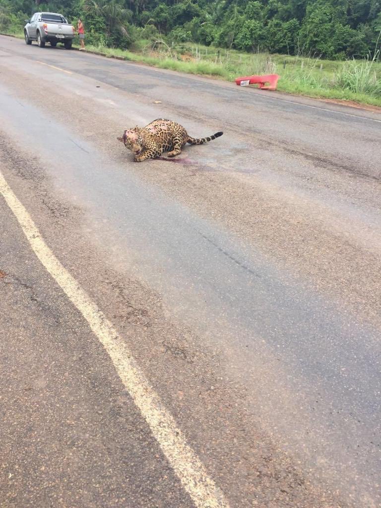 arturooislas's tweet photo. ¿Otro jaguar atropellado? Me han estado compartiendo estas imágenes por varias redes. ¿Me ayudan? ¿Donde es? Algunos mencionan que es Riviera Maya ¿es reciente? No tengo mucha información pero es lamentable que cada día son más animales silvestres perdiendo la vida así… RT https://t.co/YNlFVQm6an