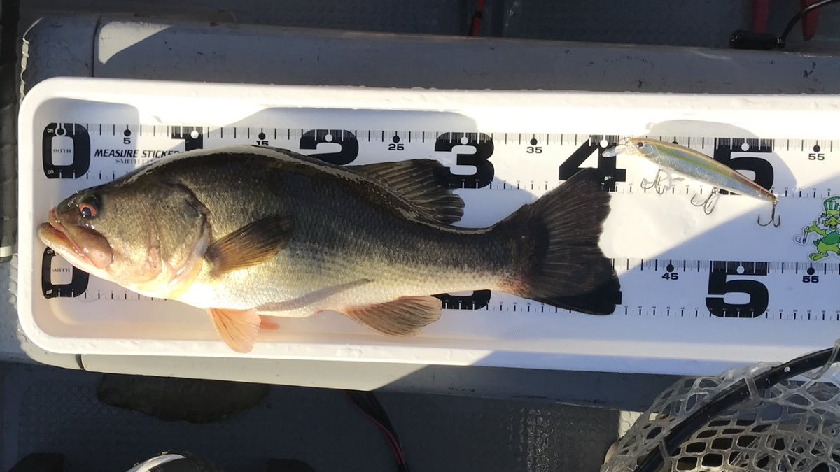 Shun_ske's tweet photo. 昨日は豊英へ
朝イチにジャークで42cm！
その後はワンバイト、ニジマスの木化けで終了！ https://t.co/7sDYn2TeMi