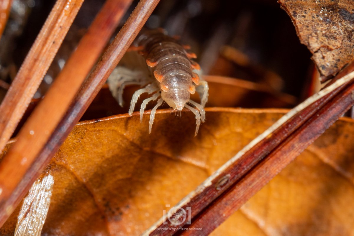 apsciencebydan's tweet photo. Is it #InverteButtWeek yet, or...?

(flatback millipede booty 🧡) https://t.co/IfzaBuRhyw