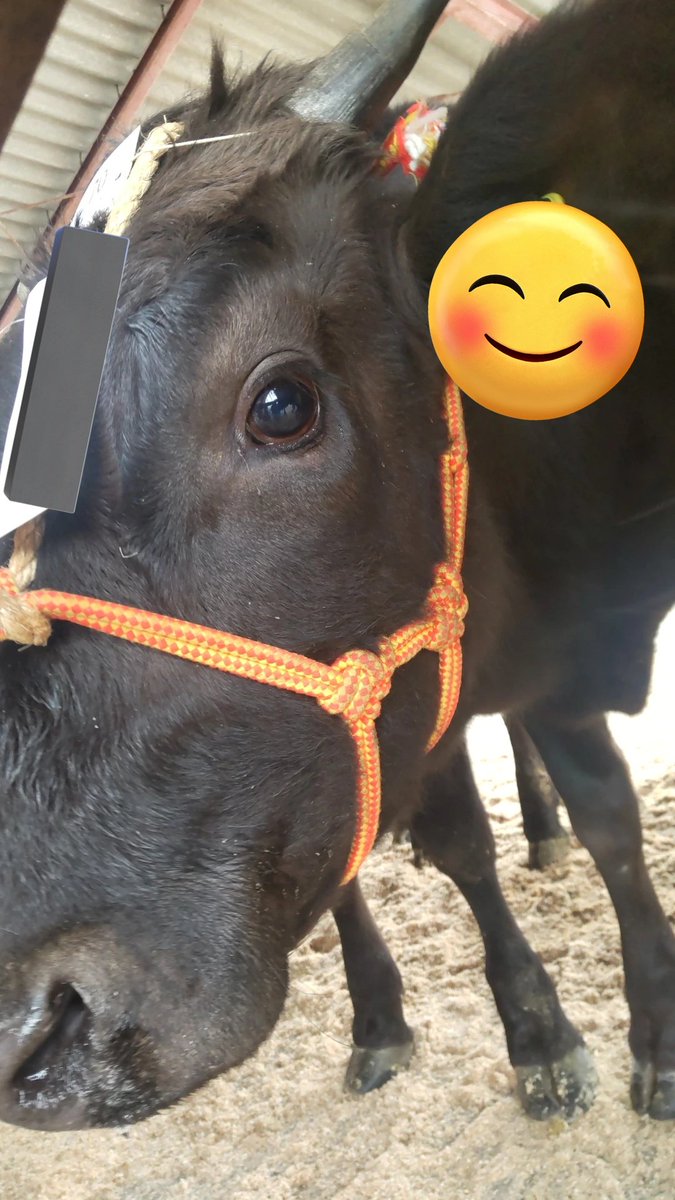MeriTuji0123's tweet photo. 2月の市場で出した子！
一時期食べれなかった時期があったけど260日で250キロになるまで成長してくれた。
お陰で去勢平均より若干低いくらいの値段になってくれてよかった！
大きくなってね https://t.co/unSCJbTh0a
