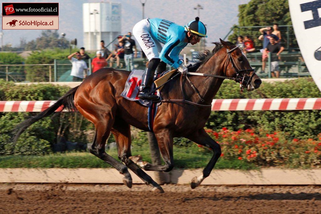 solohipica's tweet photo. ORGULLO VENCIDO ganador Clásico "Geologo" 1000m. Sábado 11-Febrero Hipódromo Chile. Stud FERRO la prepara GABRIEL REYES y fue conducida por HUGO OCHOA https://t.co/tNwawR8eSt #solohipica #OrgulloVencido #StudFerro #GabrielReyes #HugoOchoa #HipódromoChile #ClásicoGeologo https://t.co/kuud0T8tPi